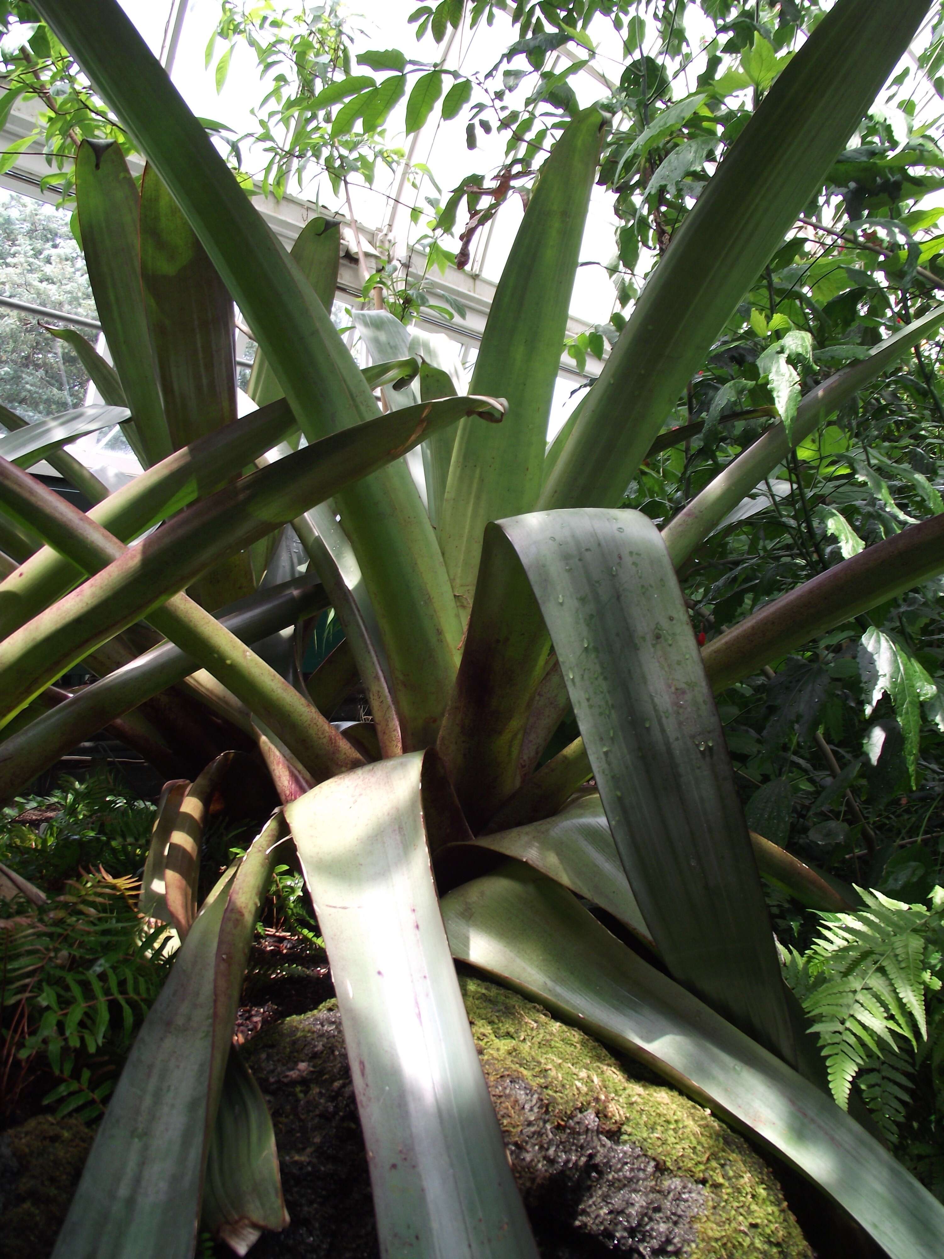 Image of Alcantarea imperialis (Carrière) Harms