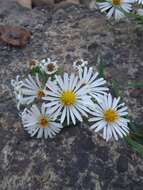 Symphyotrichum lanceolatum var. hesperium (A. Gray) G. L. Nesom的圖片