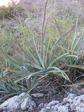 Слика од Agave aktites Gentry