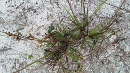 Image of jeweled blue-eyed grass