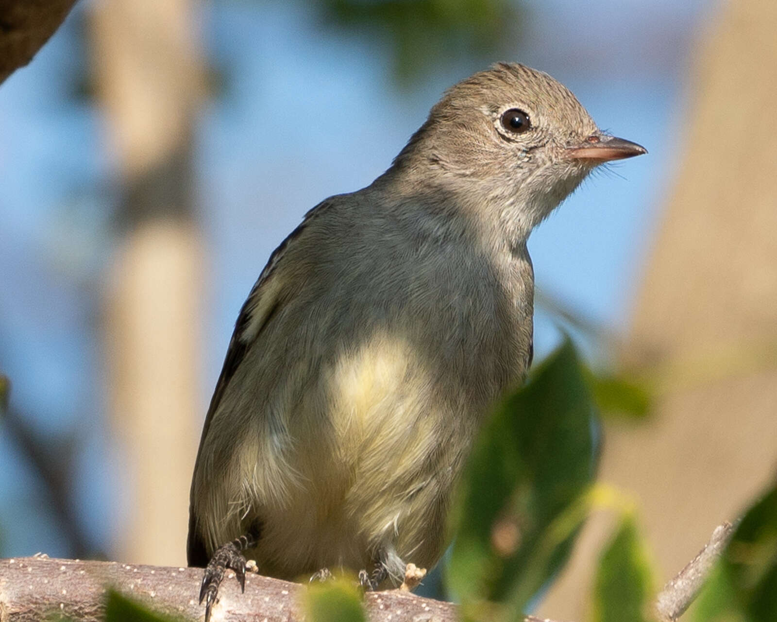 Image of Lesser Elaenia