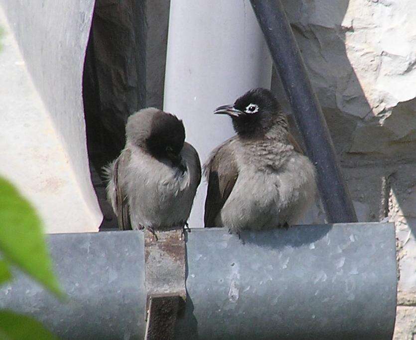 Image of White-eyed Bulbul