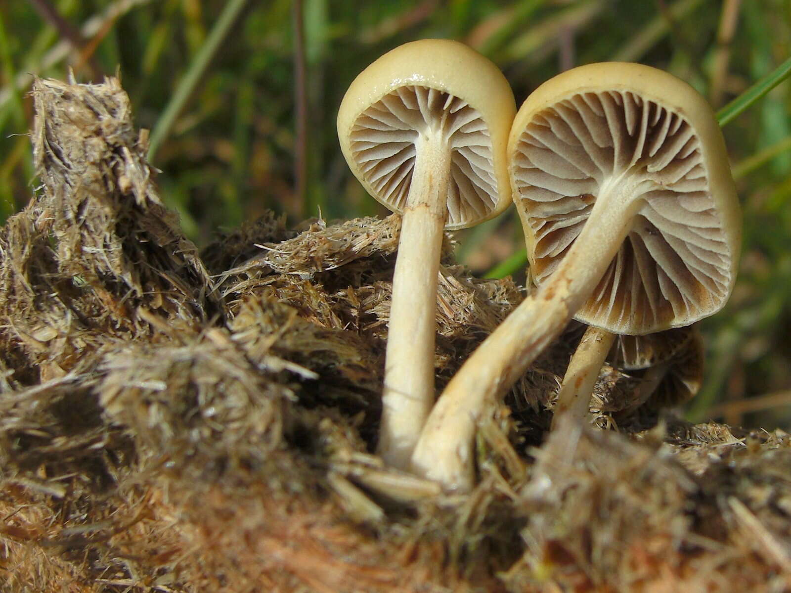 صورة Protostropharia semiglobata (Batsch) Redhead, Moncalvo & Vilgalys 2013