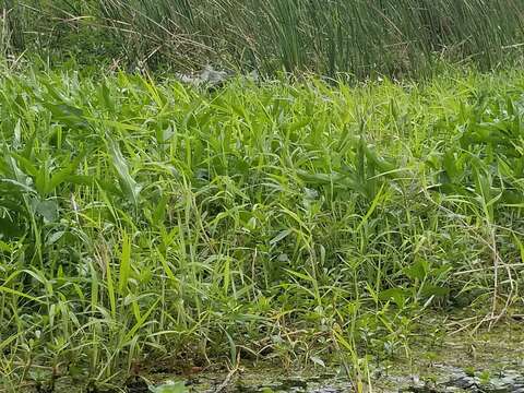 Image de Persicaria glabra (Willd.) Gomez de la Maza