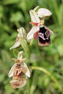 Слика од Ophrys reinholdii subsp. reinholdii