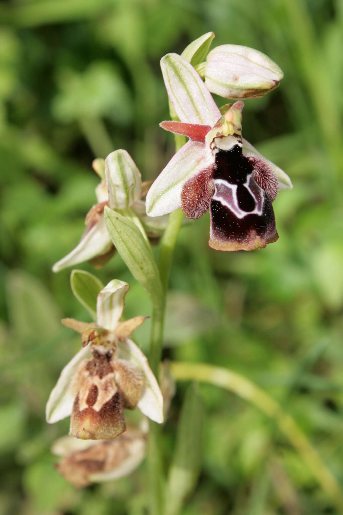 Image of Ophrys reinholdii subsp. reinholdii