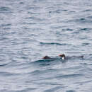 Image of Fiordland Crested Penguin