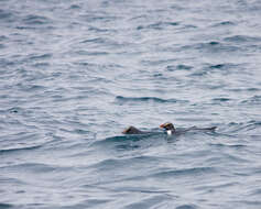 Image of Fiordland Crested Penguin