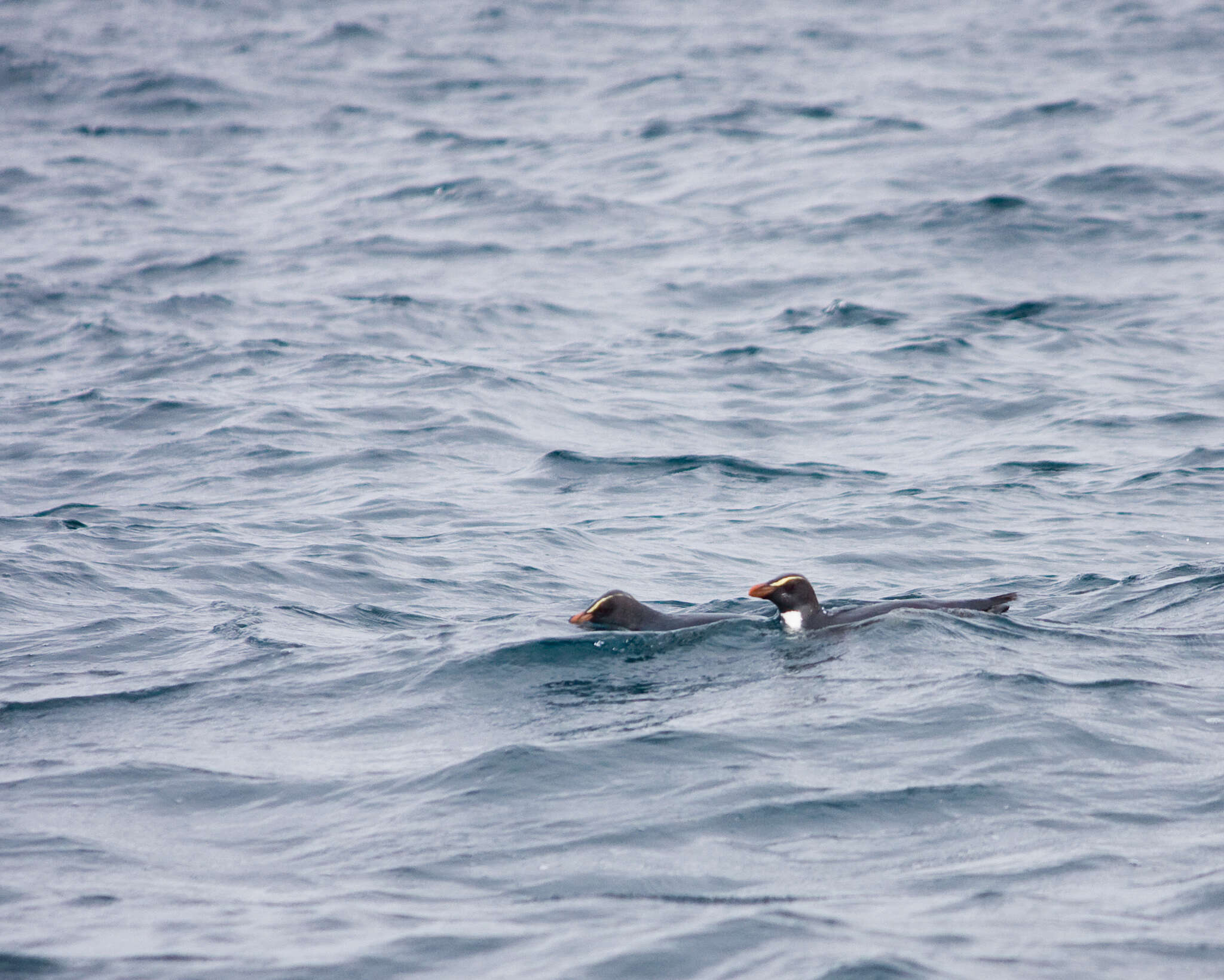 Image of Fiordland Crested Penguin