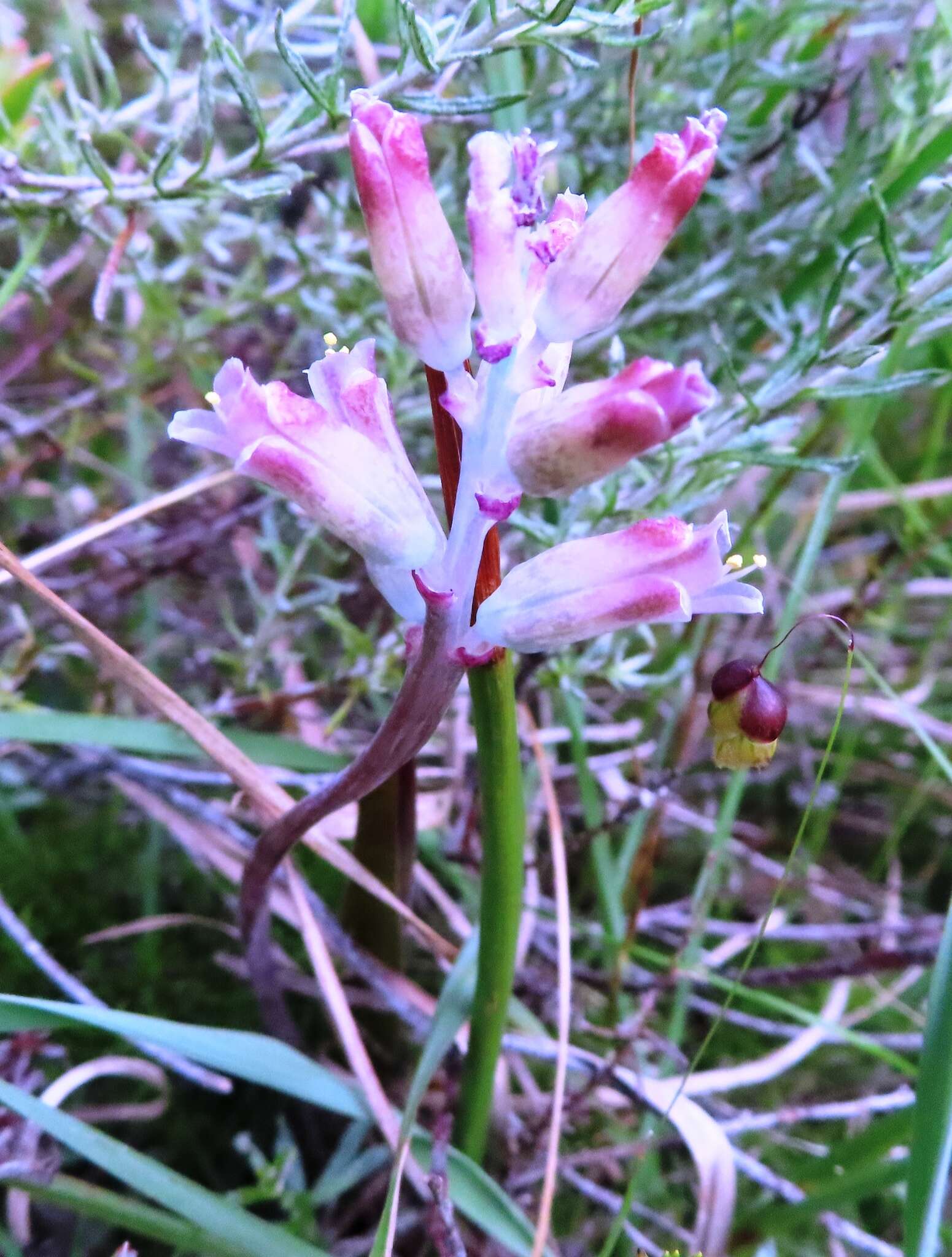 Image of Lachenalia salteri W. F. Barker