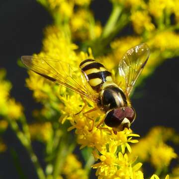 Image of Dasysyrphus albostriatus (Fallen 1817)