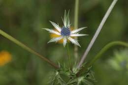 Image of Wright's Eryngo