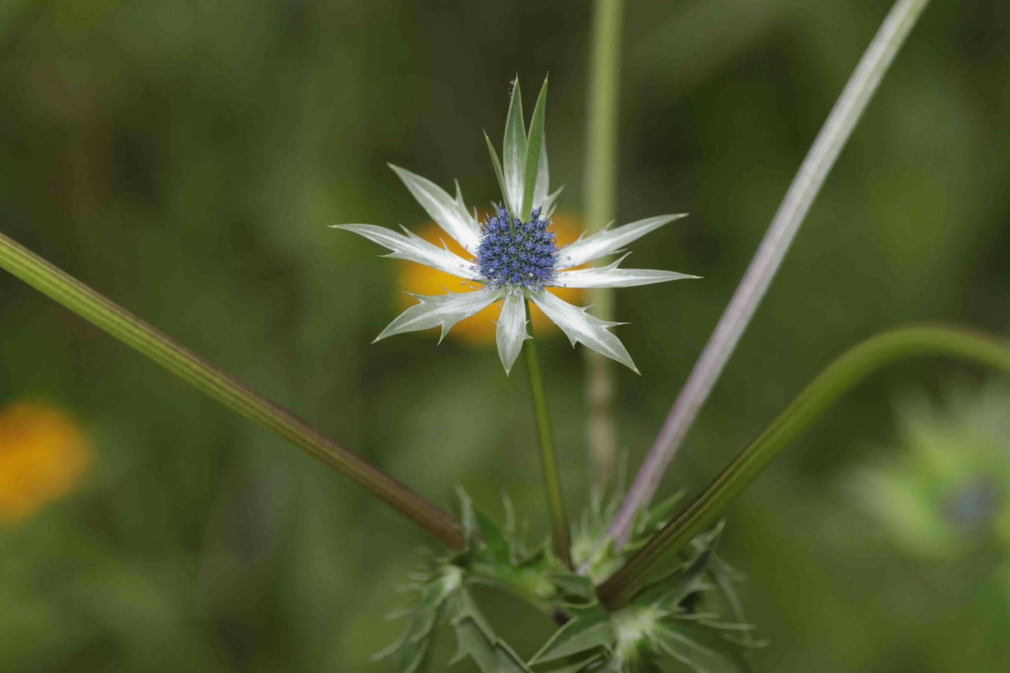 Image of Wright's Eryngo