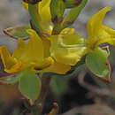 Image of Ceratandra bicolor Sond. ex Bolus