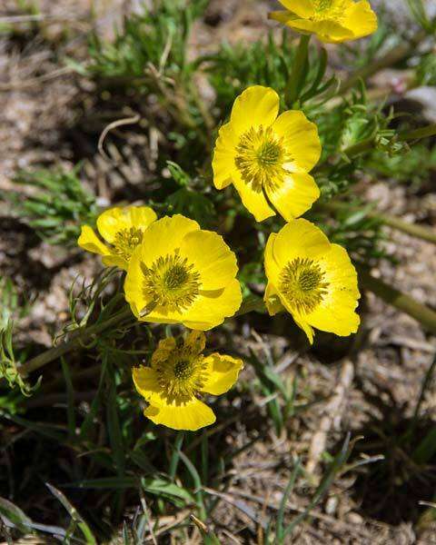 Imagem de Ranunculus adoneus A. Gray