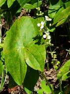 Imagem de Sagittaria australis (J. G. Sm.) Small