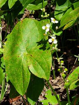 Imagem de Sagittaria australis (J. G. Sm.) Small