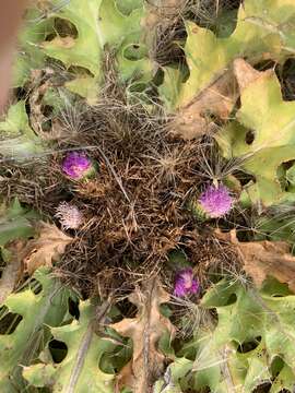 Image of Cirsium scariosum var. congdonii (R. J. Moore & Frankton) D. J. Keil