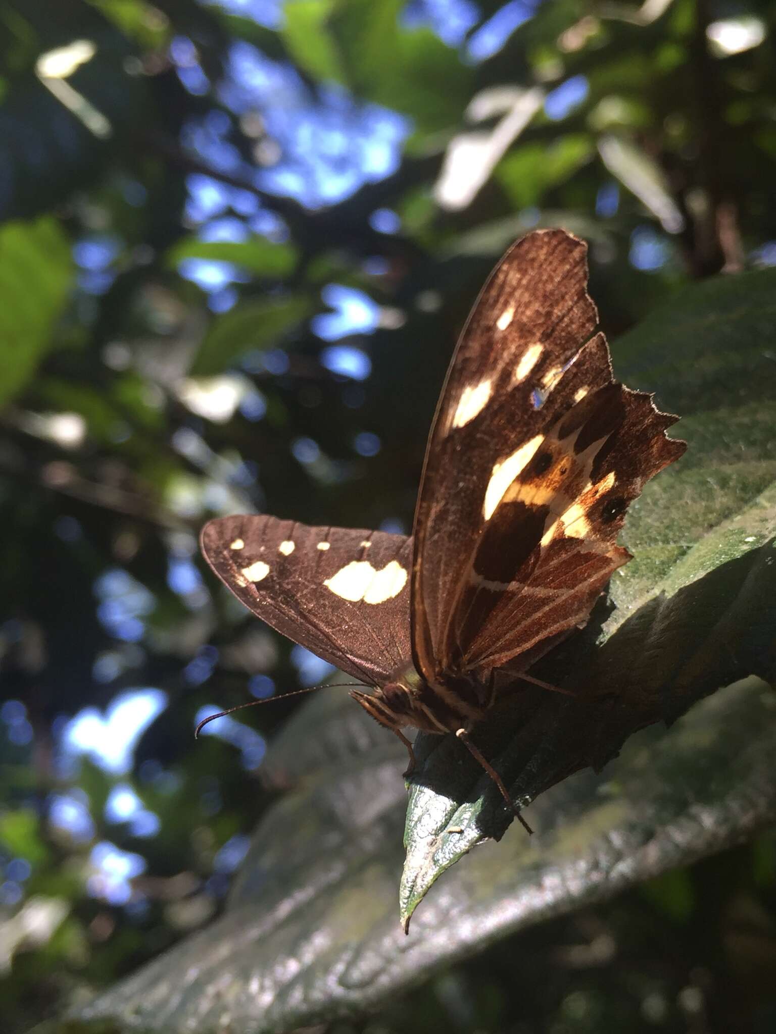 Image de <i>Oxeoschistus tauropolis</i>