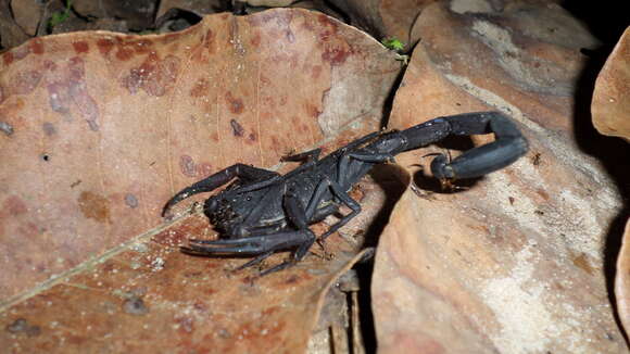 Image of Tityus obscurus (Gervais 1843)