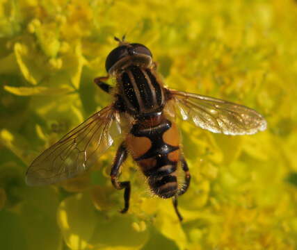 صورة Mesembrius peregrinus (Loew 1846)