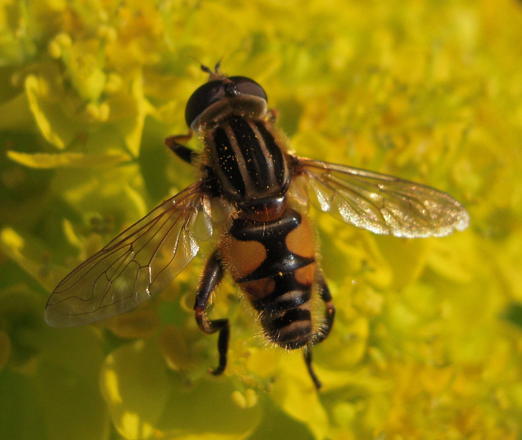 Слика од Mesembrius peregrinus (Loew 1846)