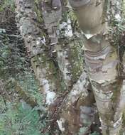 Image of Zanthoxylum rhoifolium Lam.