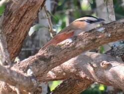 Слика од Tchagra senegalus orientalis (Cabanis 1869)