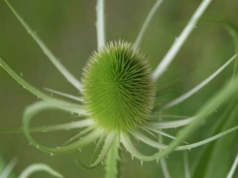 Image of Dipsacus fullonum