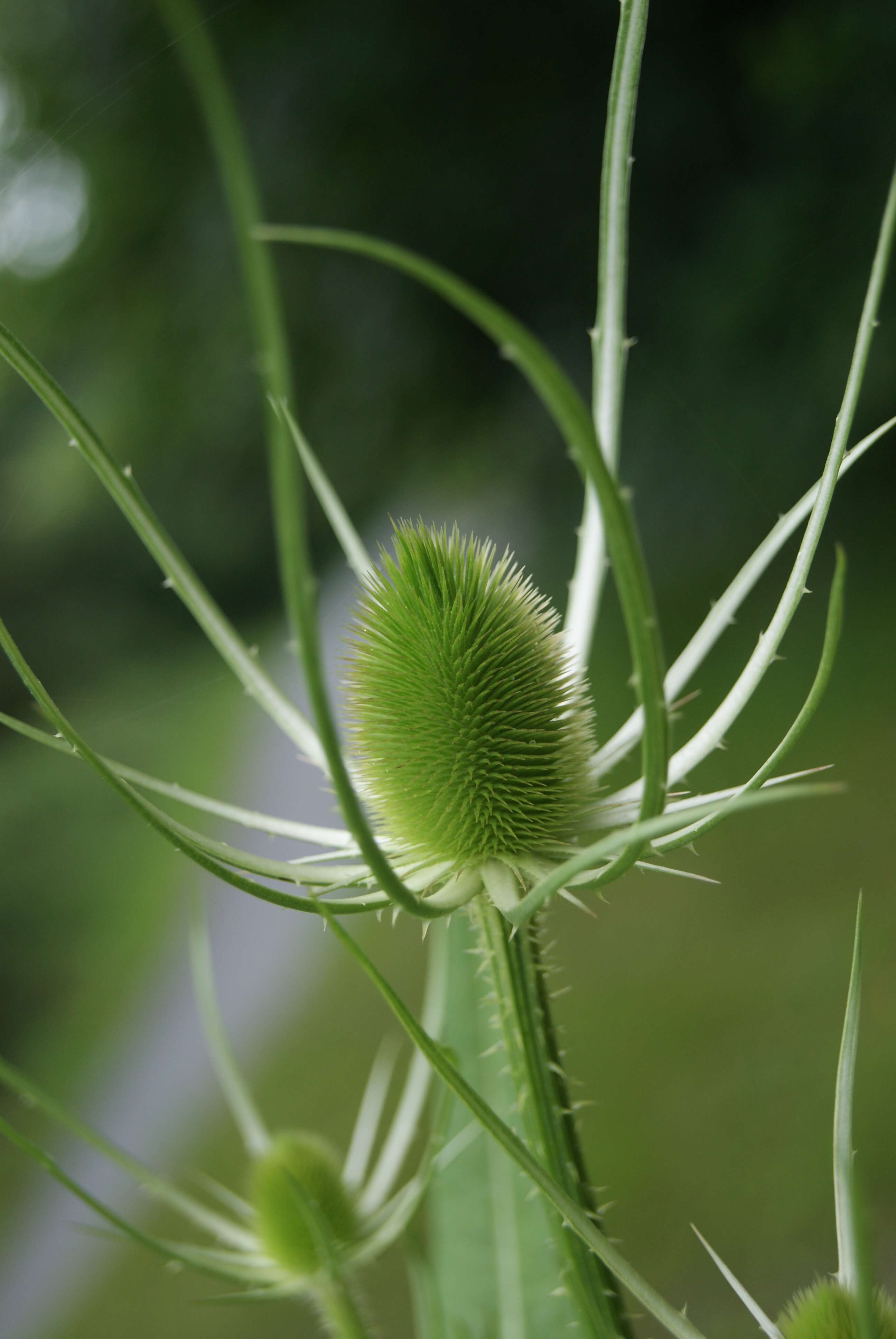 Image of Dipsacus fullonum