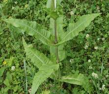 Image of Dipsacus fullonum