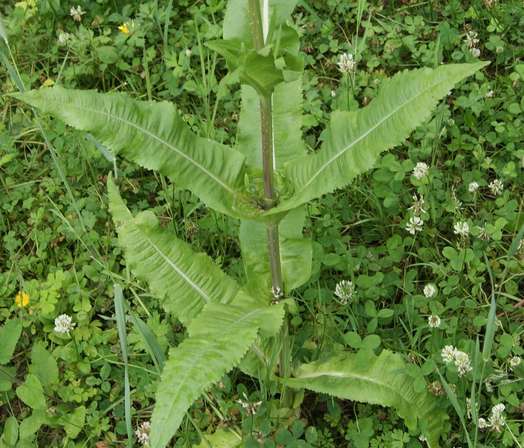 Image of Dipsacus fullonum