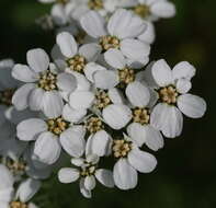 Слика од Achillea erba-rotta All.