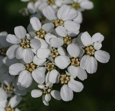 Image de Achillea erba-rotta All.