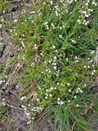 Plancia ëd Trichocoronis wrightii (Torr. & A. Gray) A. Gray