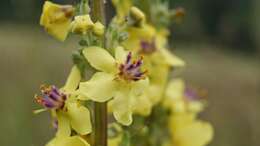 Verbascum nigrum L. resmi