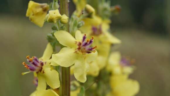 Verbascum nigrum L. resmi