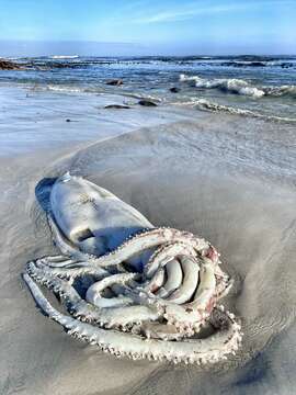 Image of Atlantic giant squid