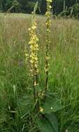 Verbascum nigrum L. resmi