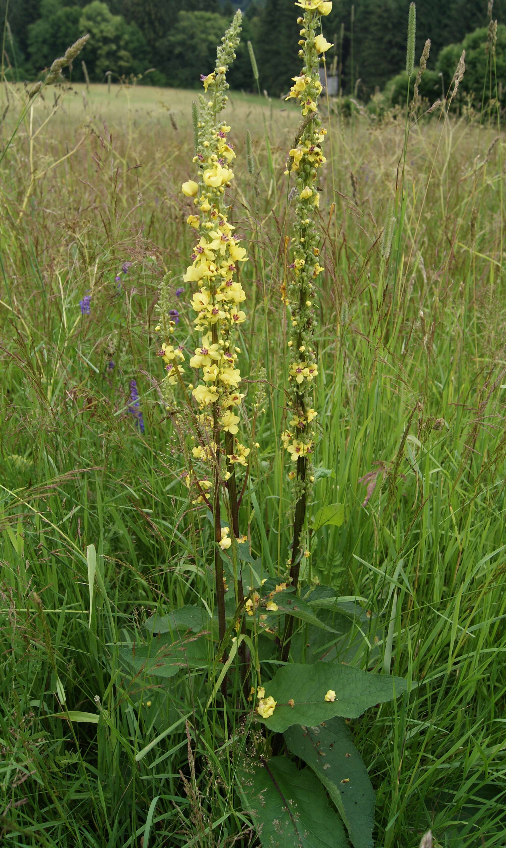 Verbascum nigrum L. resmi