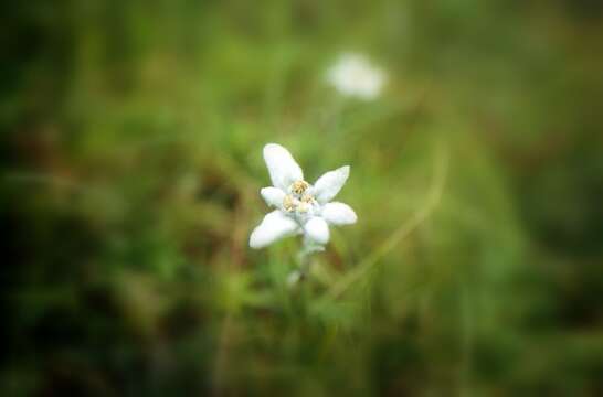 Image of edelweiss