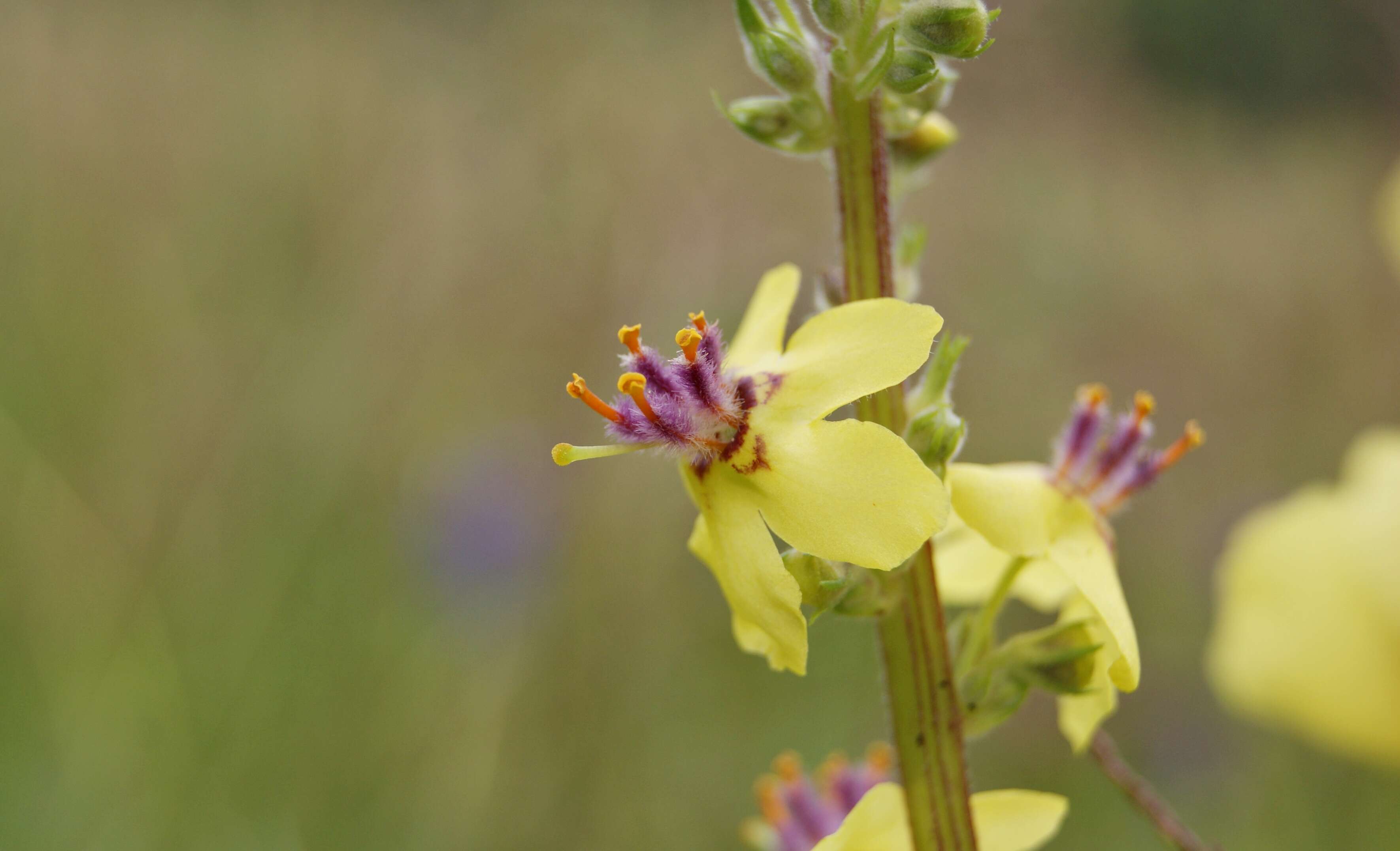 Verbascum nigrum L. resmi