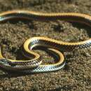 Image of Kenya Two-headed Snake