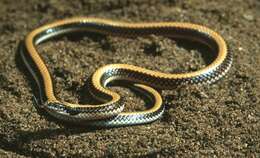 Image of Kenya Two-headed Snake