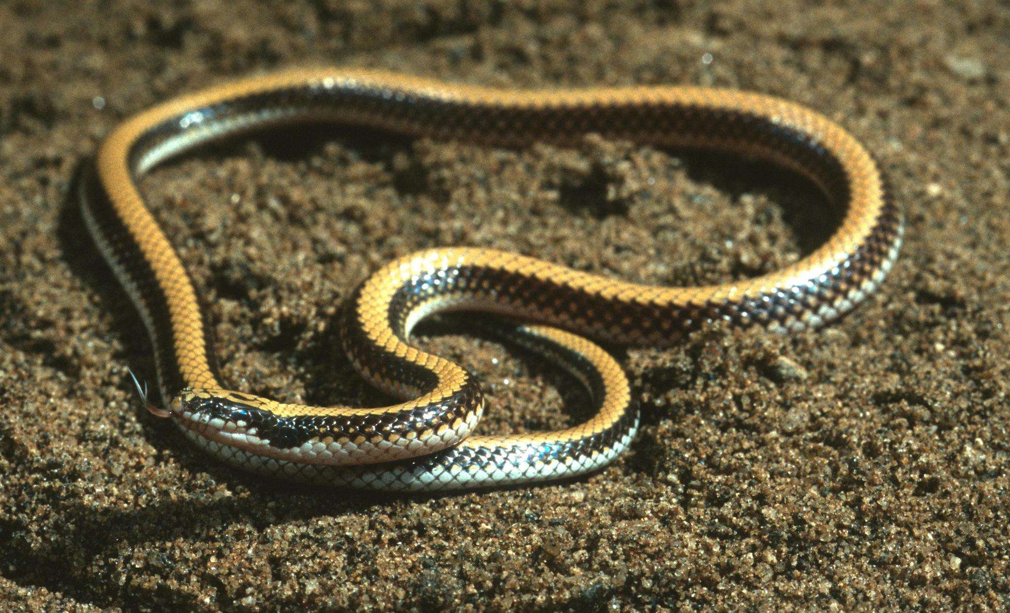 Image de Micrelaps bicoloratus Sternfeld 1908