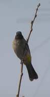 Image of White-eyed Bulbul