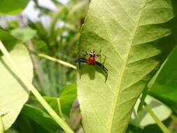 Image of Flat abdomen Crab Spider