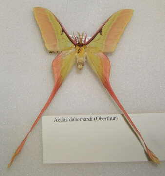 Image of Chinese Luna Moth