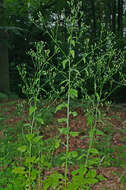 Image of nipplewort