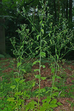 Image of nipplewort